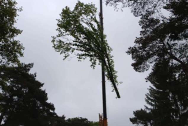 slopen van bomen inTtilburg wijk wandelbos